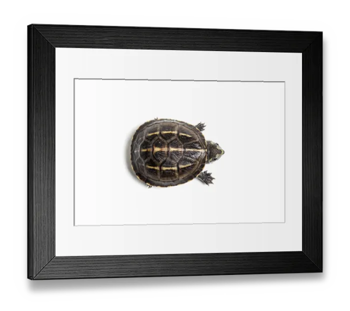 Framed Print : Three-striped mud turtle (Kinosternon baurii) hatchling, portrait, USA. Captive Framed Print : Three-striped mud turtle (Kinosternon baurii) hatchling, portrait, USA. Captive