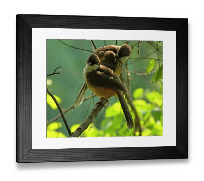 Framed Print : Two White-throated laughingthrushes (Pterorhinus albogularis) perched on a branch, Sattal, Uttarakhand, India Framed Print : Two White-throated laughingthrushes (Pterorhinus albogularis) perched on a branch, Sattal, Uttarakhand, India