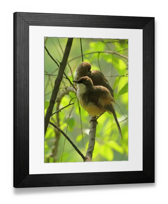 Framed Print : Two White-throated laughingthrushes (Pterorhinus albogularis) perched on a branch, Sattal, Uttarakhand, India Framed Print : Two White-throated laughingthrushes (Pterorhinus albogularis) perched on a branch, Sattal, Uttarakhand, India