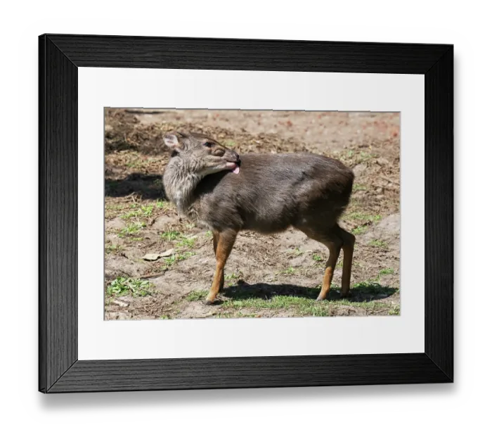 Framed Print : Blue duiker (Philantomba monticola) grooming itself, Malgas, Cape Province, South Africa Framed Print : Blue duiker (Philantomba monticola) grooming itself, Malgas, Cape Province, South Africa