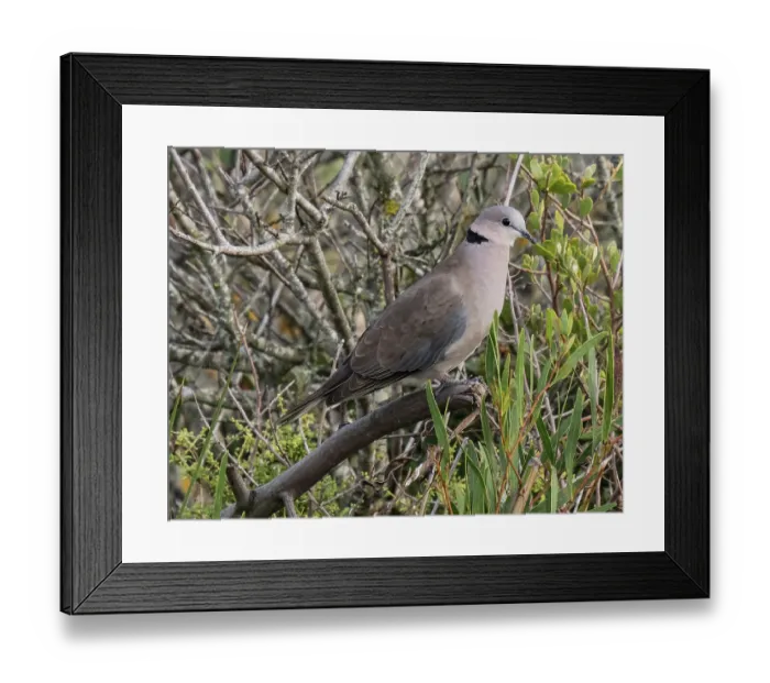 Framed Print : Cape turtle dove (Streptopelia capicola) perched on a branch in a bush, De Hoop Nature Reserve, Malgas, Cape Province, South Africa Framed Print : Cape turtle dove (Streptopelia capicola) perched on a branch in a bush, De Hoop Nature Reserve, Malgas, Cape Province, South Africa