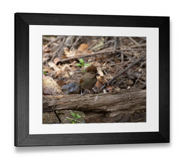 Framed Print : Striated laughingthrush (Grammatoptila striata) perched on dead branch, Sattal, Uttarakhand, India Framed Print : Striated laughingthrush (Grammatoptila striata) perched on dead branch, Sattal, Uttarakhand, India