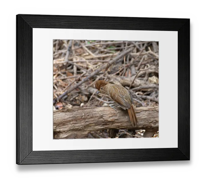 Framed Print : Striated laughingthrush (Grammatoptila striata) perched on dead branch, Sattal, Uttarakhand, India Framed Print : Striated laughingthrush (Grammatoptila striata) perched on dead branch, Sattal, Uttarakhand, India