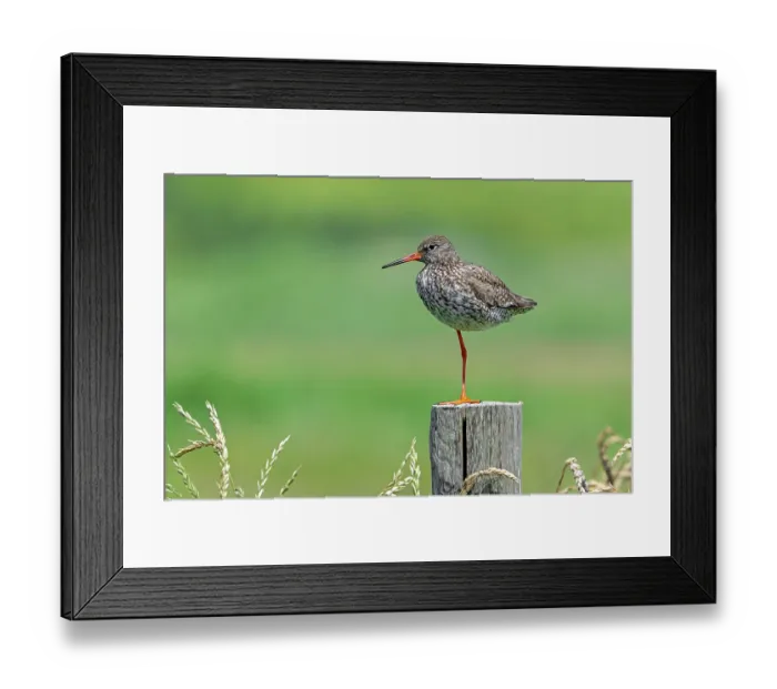 Framed Print : Common redshank (Tringa totanus) in breeding plumage perched on one leg on a wooden fence pole, Zeeland, Netherlands. June