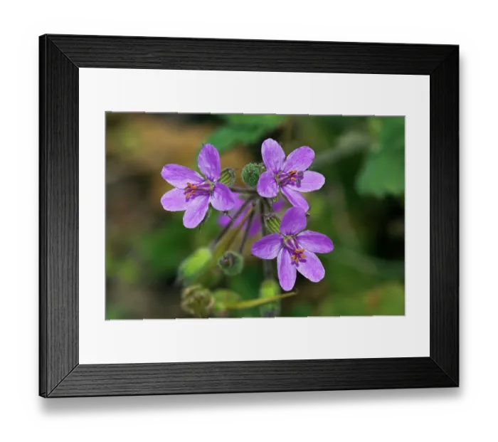 Framed Print : Common stork's-bill (Erodium cicutarium) in flower, Arta to Capdepera, Majorca, Balearic Islands. April Framed Print : Common stork's-bill (Erodium cicutarium) in flower, Arta to Capdepera, Majorca, Balearic Islands. April