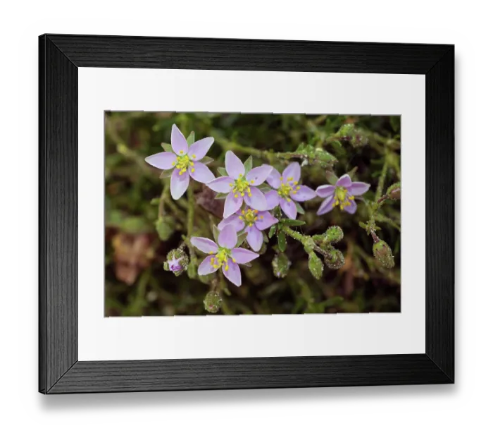 Framed Print : Rock sea-spurry (Spergularia rupicola) in flower, St Mary's, Isles of Scilly, UK. May Framed Print : Rock sea-spurry (Spergularia rupicola) in flower, St Mary's, Isles of Scilly, UK. May