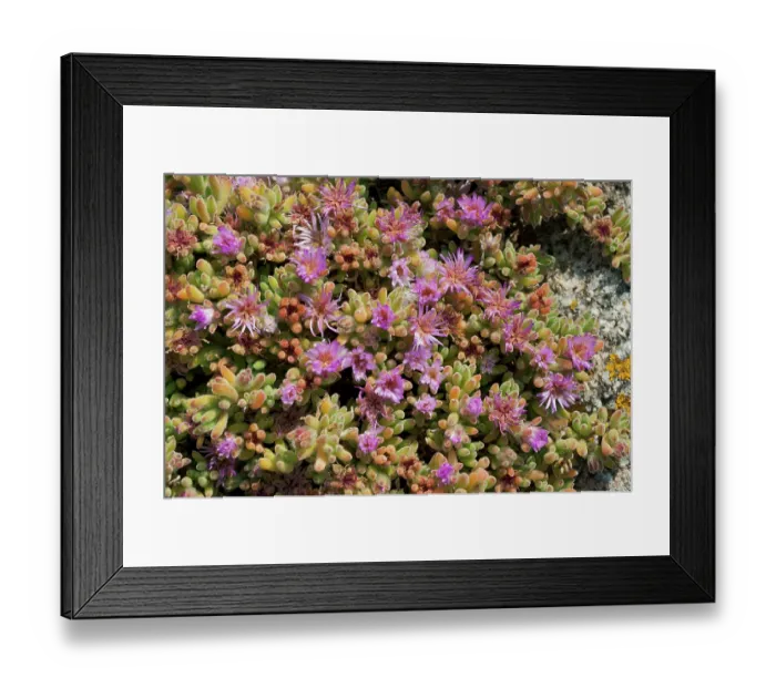 Framed Print : Pale dewplant (Drosanthemum floribundum) in flower, naturalised, St Mary's, Isles of Scilly, UK. May Framed Print : Pale dewplant (Drosanthemum floribundum) in flower, naturalised, St Mary's, Isles of Scilly, UK. May