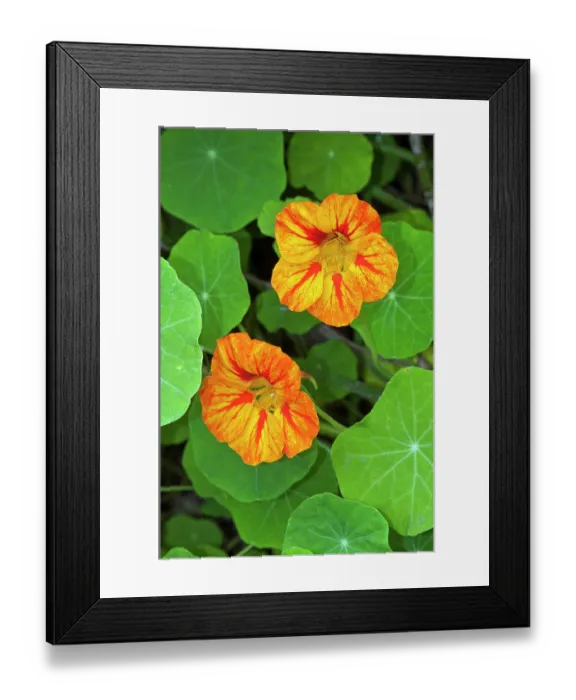 Framed Print : Nasturtium (Tropaeolum majus) in flower, growing naturalised, Bryher, Isles of Scilly, UK. May Framed Print : Nasturtium (Tropaeolum majus) in flower, growing naturalised, Bryher, Isles of Scilly, UK. May