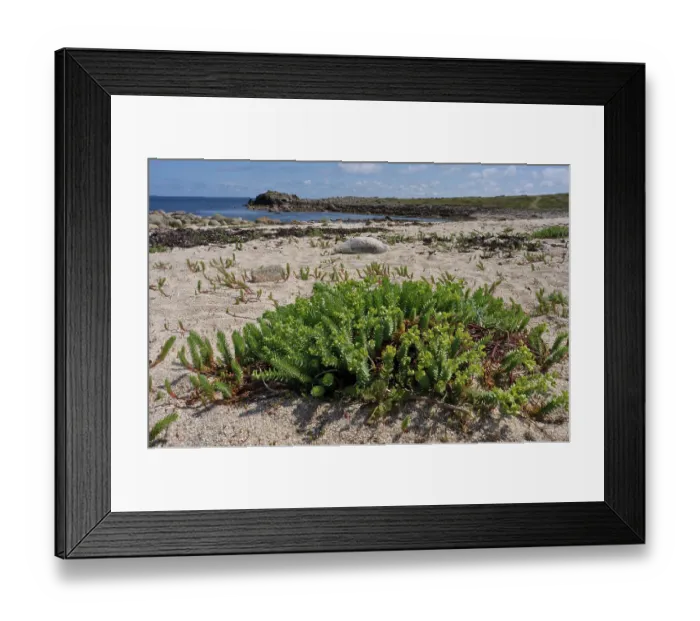 Framed Print : Sea spurge (Euphorbia paralias) growing on beach, St Agnes, Isles of Scilly, UK. May Framed Print : Sea spurge (Euphorbia paralias) growing on beach, St Agnes, Isles of Scilly, UK. May
