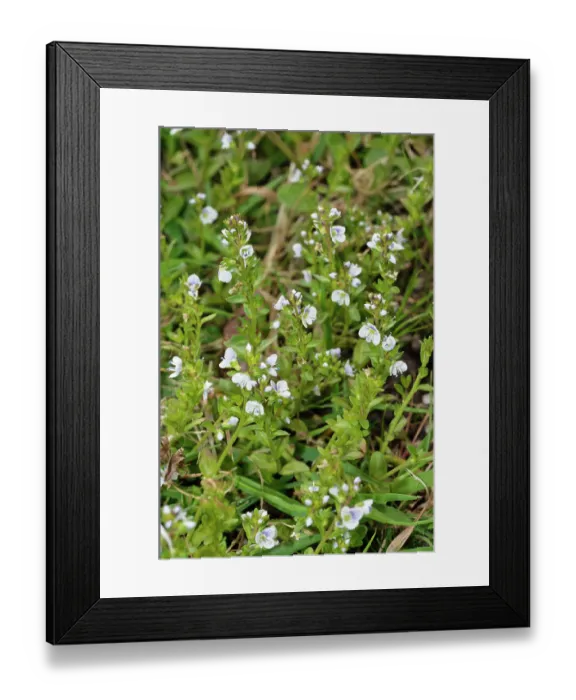 Framed Print : Thyme-leaved speedwell (Veronica serpyllifolia) in flower, Bromley, Kent, UK. April Framed Print : Thyme-leaved speedwell (Veronica serpyllifolia) in flower, Bromley, Kent, UK. April