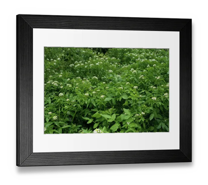 Framed Print : Watercress (Nasturtium officinale) in flower, St Mary's, Isles of Scilly, UK. May Framed Print : Watercress (Nasturtium officinale) in flower, St Mary's, Isles of Scilly, UK. May