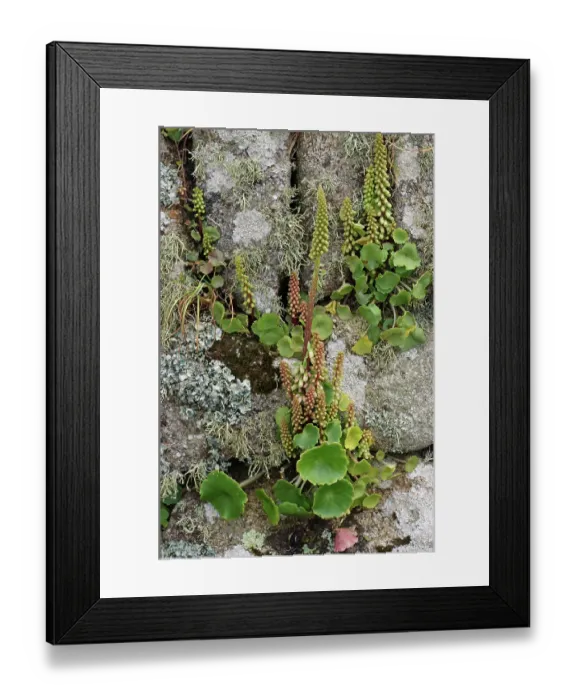 Framed Print : Wall pennywort (Umbilicus rupestris) growing in cracks of lichen encrusted stone wall, St Mary's, Isles of Scilly, UK. May Framed Print : Wall pennywort (Umbilicus rupestris) growing in cracks of lichen encrusted stone wall, St Mary's, Isles of Scilly, UK. May