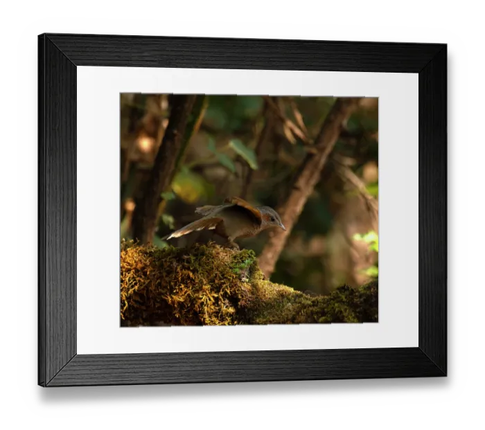 Framed Print : Streaked laughingthrush (Trochalopteron lineatum) perched on mossy stump, spreading wings, Sattal, Uttarakhand, India Framed Print : Streaked laughingthrush (Trochalopteron lineatum) perched on mossy stump, spreading wings, Sattal, Uttarakhand, India