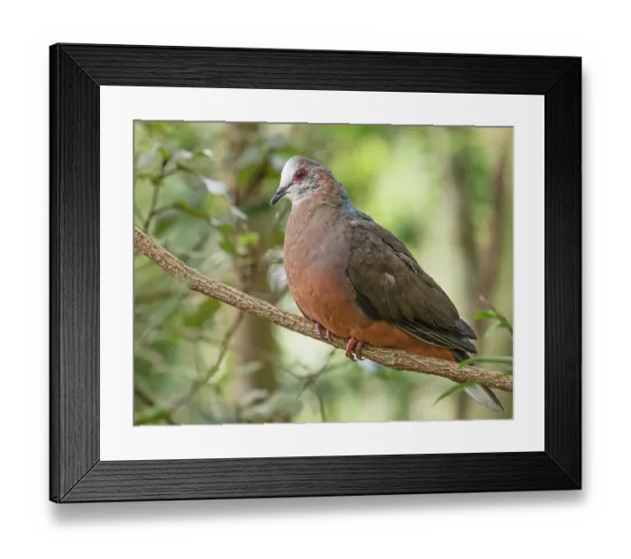 Framed Print : Lemon dove (Aplopelia larvata) perched on branch in wooded garden, Malgas, Cape Province, South Africa Framed Print : Lemon dove (Aplopelia larvata) perched on branch in wooded garden, Malgas, Cape Province, South Africa