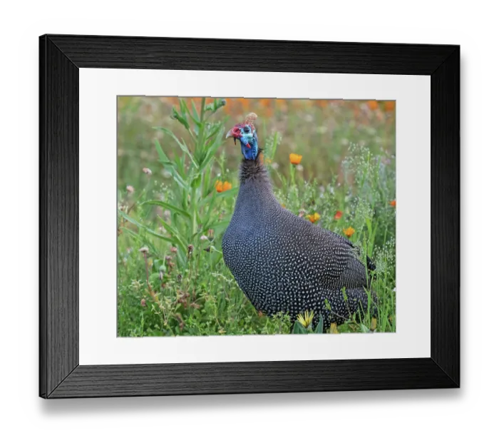 Framed Print : Helmeted guineafowl (Numida meleagris) male, standing in garden, Kirstenbosch Botanical Gardens, Cape Town, South Africa Framed Print : Helmeted guineafowl (Numida meleagris) male, standing in garden, Kirstenbosch Botanical Gardens, Cape Town, South Africa