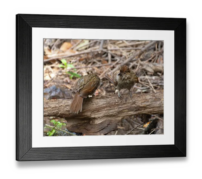 Framed Print : Two Striated laughingthrushes (Grammatoptila striata) perched on dead branch, Sattal, Uttarakhand, India Framed Print : Two Striated laughingthrushes (Grammatoptila striata) perched on dead branch, Sattal, Uttarakhand, India