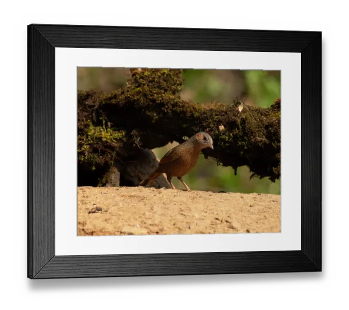 Framed Print : Streaked laughingthrush (Trochalopteron lineatum) portrait, Sattal, Uttarakhand, India Framed Print : Streaked laughingthrush (Trochalopteron lineatum) portrait, Sattal, Uttarakhand, India