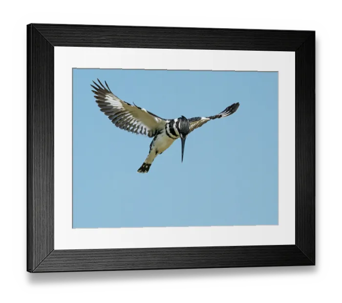Framed Print : RF - Pied kingfisher (Ceryle rudis) hovering in flight, fishing with wings outstretched, Berg River, Cape Province, South Africa Framed Print : RF - Pied kingfisher (Ceryle rudis) hovering in flight, fishing with wings outstretched, Berg River, Cape Province, South Africa
