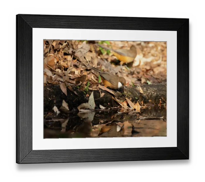 Framed Print : White-throated laughingthrush (Pterorhinus albogularis) perched at edge of pool, Sattal, Uttarakhand, India Framed Print : White-throated laughingthrush (Pterorhinus albogularis) perched at edge of pool, Sattal, Uttarakhand, India