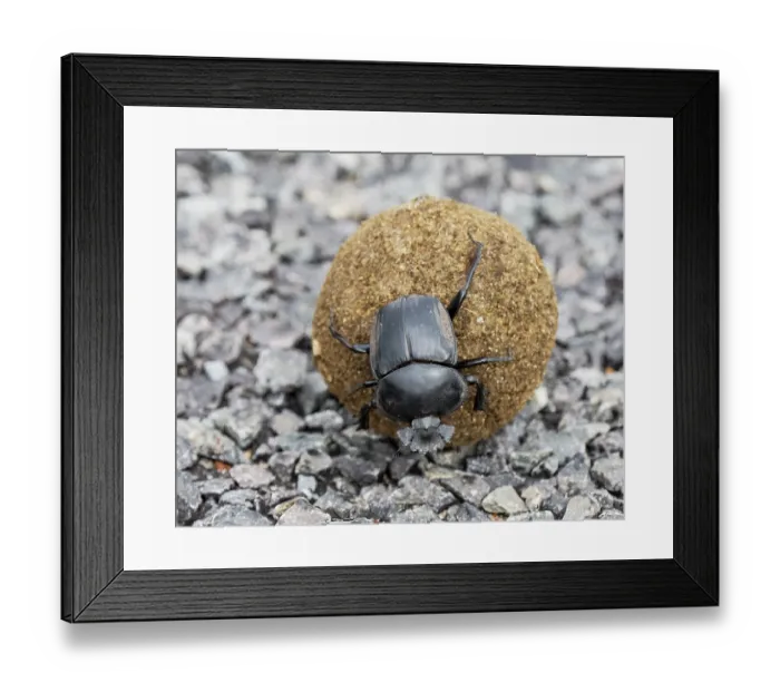 Framed Print : RF - Flightless dung beetle (Circellium bacchus) rolling a ball of dung on a paved road, East Drakensberg Mountains, Cape Province, South Africa Framed Print : RF - Flightless dung beetle (Circellium bacchus) rolling a ball of dung on a paved road, East Drakensberg Mountains, Cape Province, South Africa