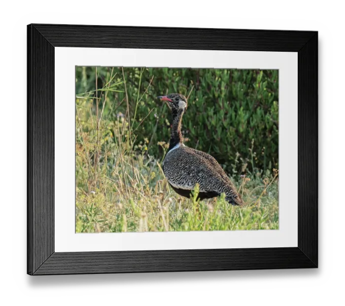 Framed Print : Southern black bustard (Afrotis afra) female walking through thick scrub vegetation, West Coast National Park, Langebaan, Cape Province, South Africa. October Framed Print : Southern black bustard (Afrotis afra) female walking through thick scrub vegetation, West Coast National Park, Langebaan, Cape Province, South Africa. October