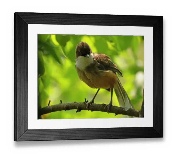 Framed Print : White-throated laughingthrush (Pterorhinus albogularis) perched on a branch, Sattal, Uttarakhand, India Framed Print : White-throated laughingthrush (Pterorhinus albogularis) perched on a branch, Sattal, Uttarakhand, India