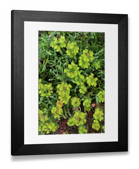 Framed Print : Portland spurge (Euphorbia portlandica) in flower, St Mary's, Isles of Scilly, UK. May Framed Print : Portland spurge (Euphorbia portlandica) in flower, St Mary's, Isles of Scilly, UK. May