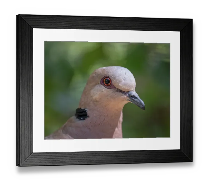 Framed Print : Red-eyed dove (Streptopelia semitorquata) head portrait, Abrahamskraal Waterhole, West Coast National Park, Langebaan, Cape Province, South Africa