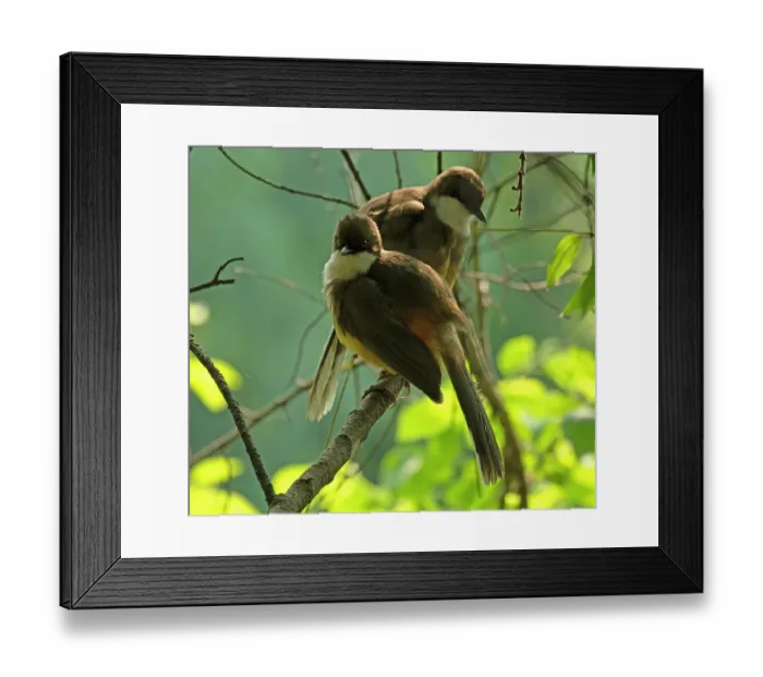 Framed Print : Two White-throated laughingthrushes (Pterorhinus albogularis) perched on a branch, Sattal, Uttarakhand, India Framed Print : Two White-throated laughingthrushes (Pterorhinus albogularis) perched on a branch, Sattal, Uttarakhand, India