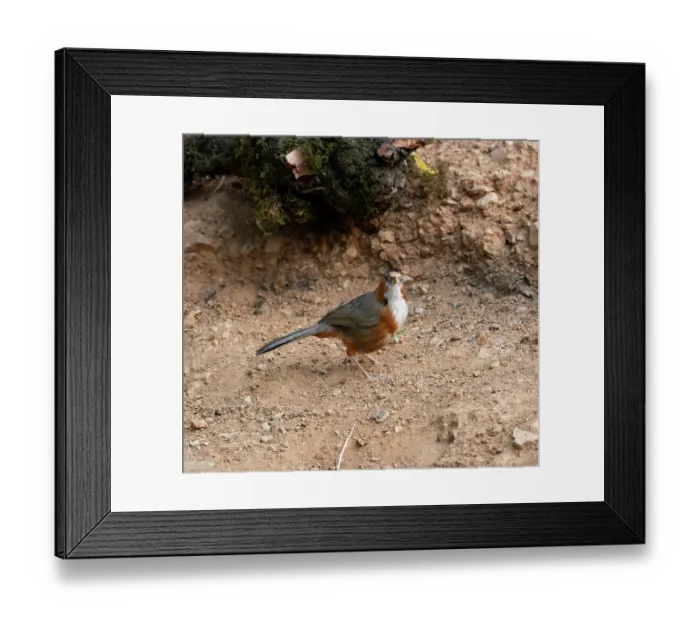 Framed Print : Rusty-cheeked scimitar babbler (Erythrogenys erythrogenys) standing on the ground, Sattal, Uttarakhand, India Framed Print : Rusty-cheeked scimitar babbler (Erythrogenys erythrogenys) standing on the ground, Sattal, Uttarakhand, India