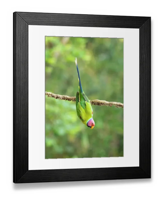 Framed Print : Plum-headed parakeet (Psittacula cyanocephala) male, hanging upside down from branch, Sattal, Uttarakhand, India