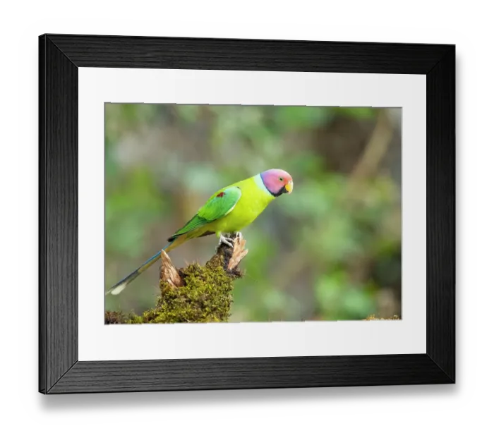 Framed Print : Plum-headed parakeet (Psittacula cyanocephala) male, perched on mossy branch, Sattal, Uttarakhand, India