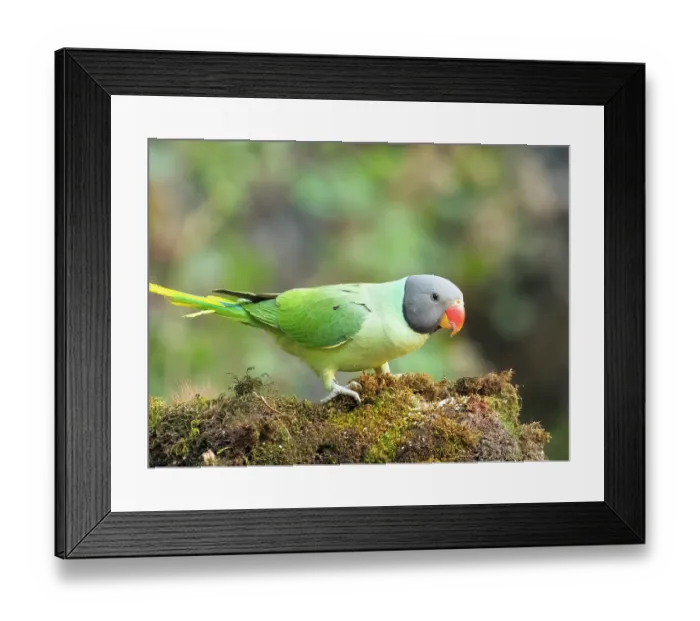 Framed Print : Slaty-headed parakeet (Psittacula himalayana) male, portrait, Sattal, Uttarakhand, India Framed Print : Slaty-headed parakeet (Psittacula himalayana) male, portrait, Sattal, Uttarakhand, India