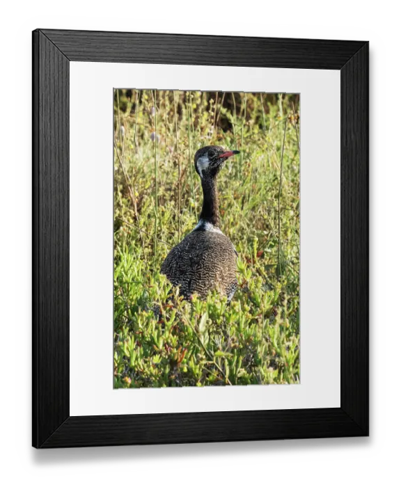 Framed Print : Southern black bustard (Afrotis afra) female standing in thick scrub vegetation, West Coast National Park, Langebaan, Cape Province, South Africa. October