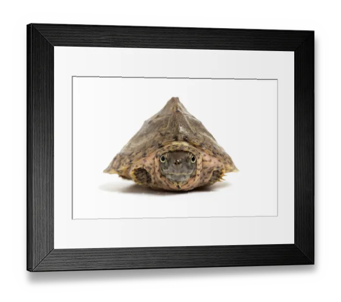 Framed Print : Razorback musk turtle (Sternotherus carinatus) juvenile, withdrawn into shell, portrait, USA Framed Print : Razorback musk turtle (Sternotherus carinatus) juvenile, withdrawn into shell, portrait, USA
