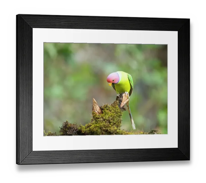 Framed Print : Plum-headed parakeet (Psittacula cyanocephala) male, perched on mossy branch, Sattal, Uttarakhand, India