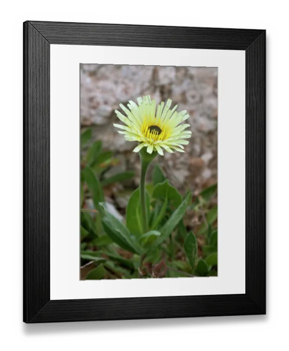 Framed Print : Smooth golden fleece (Urospermum dalechampii) in flower, Arta to Capdepera, Majorca, Balearic Islands. April Framed Print : Smooth golden fleece (Urospermum dalechampii) in flower, Arta to Capdepera, Majorca, Balearic Islands. April