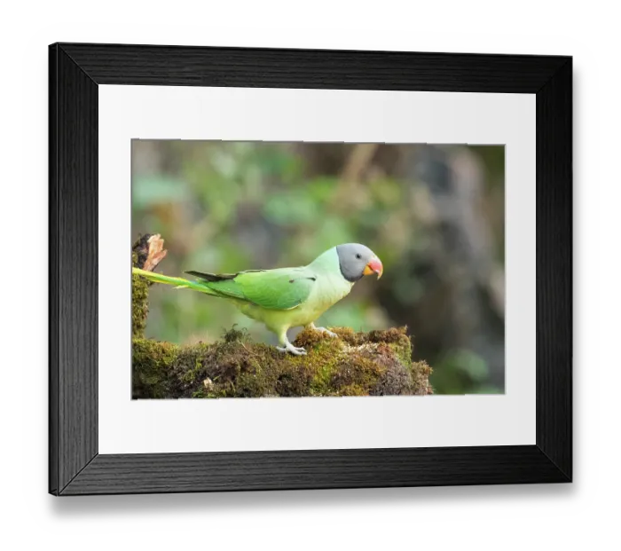 Framed Print : Slaty-headed parakeet (Psittacula himalayana) male, portrait, Sattal, Uttarakhand, India Framed Print : Slaty-headed parakeet (Psittacula himalayana) male, portrait, Sattal, Uttarakhand, India