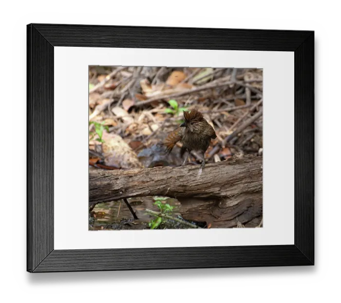 Framed Print : Striated laughingthrush (Grammatoptila striata) perched on dead branch, Sattal, Uttarakhand, India Framed Print : Striated laughingthrush (Grammatoptila striata) perched on dead branch, Sattal, Uttarakhand, India
