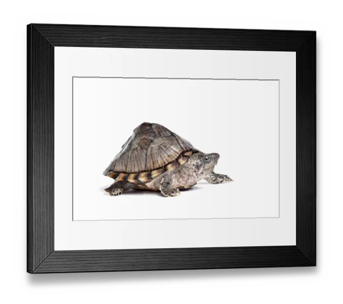 Framed Print : Razorback musk turtle (Sternotherus carinatus) portrait, USA Framed Print : Razorback musk turtle (Sternotherus carinatus) portrait, USA