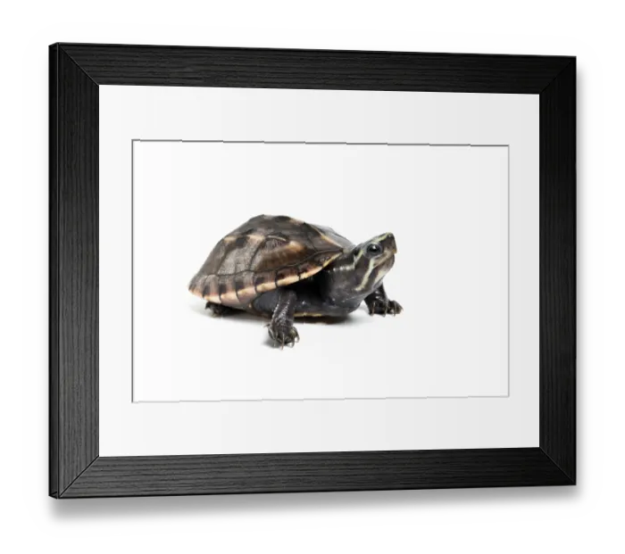 Framed Print : Three-striped mud turtle (Kinosternon baurii) sub-adult, portrait, south east USA. Captive Framed Print : Three-striped mud turtle (Kinosternon baurii) sub-adult, portrait, south east USA. Captive