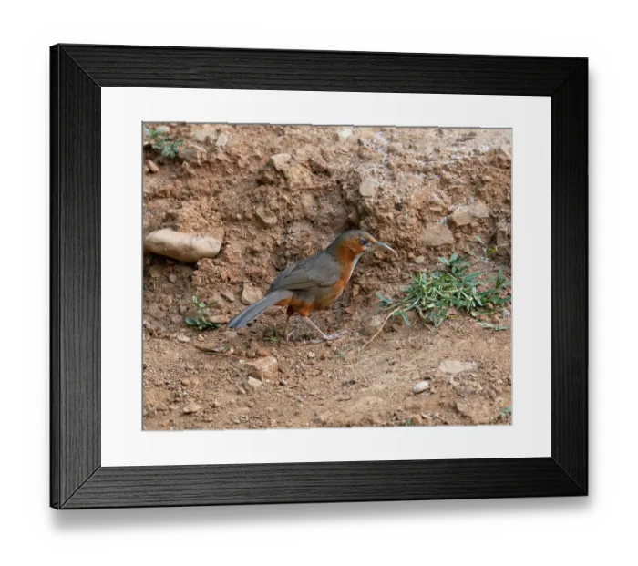 Framed Print : Rusty-cheeked scimitar babbler (Erythrogenys erythrogenys) standing on the ground, Sattal, Uttarakhand, India Framed Print : Rusty-cheeked scimitar babbler (Erythrogenys erythrogenys) standing on the ground, Sattal, Uttarakhand, India