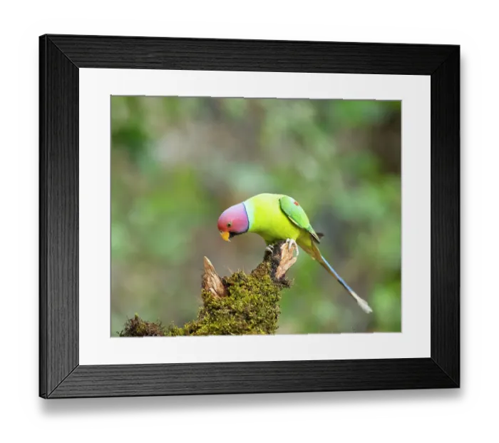 Framed Print : Plum-headed parakeet (Psittacula cyanocephala) male, perched on mossy branch, Sattal, Uttarakhand, India Framed Print : Plum-headed parakeet (Psittacula cyanocephala) male, perched on mossy branch, Sattal, Uttarakhand, India