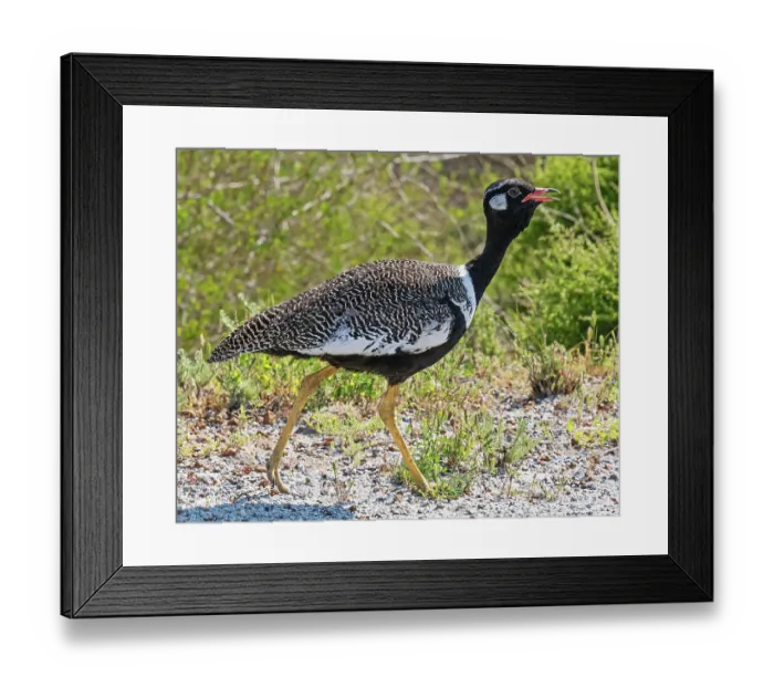 Framed Print : Southern black bustard (Afrotis afra) male, walking through scrub, West Coast National Park, Langebaan, Cape Province, South Africa. October Framed Print : Southern black bustard (Afrotis afra) male, walking through scrub, West Coast National Park, Langebaan, Cape Province, South Africa. October