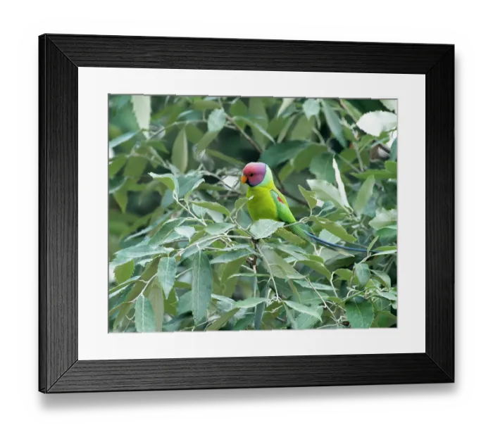 Framed Print : Plum-headed parakeet (Psittacula cyanocephala) male, perched in tree, Sattal, Uttarakhand, India Framed Print : Plum-headed parakeet (Psittacula cyanocephala) male, perched in tree, Sattal, Uttarakhand, India