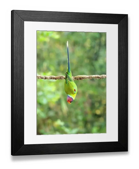 Framed Print : Plum-headed parakeet (Psittacula cyanocephala) male, hanging upside down from branch, Sattal, Uttarakhand, India Framed Print : Plum-headed parakeet (Psittacula cyanocephala) male, hanging upside down from branch, Sattal, Uttarakhand, India
