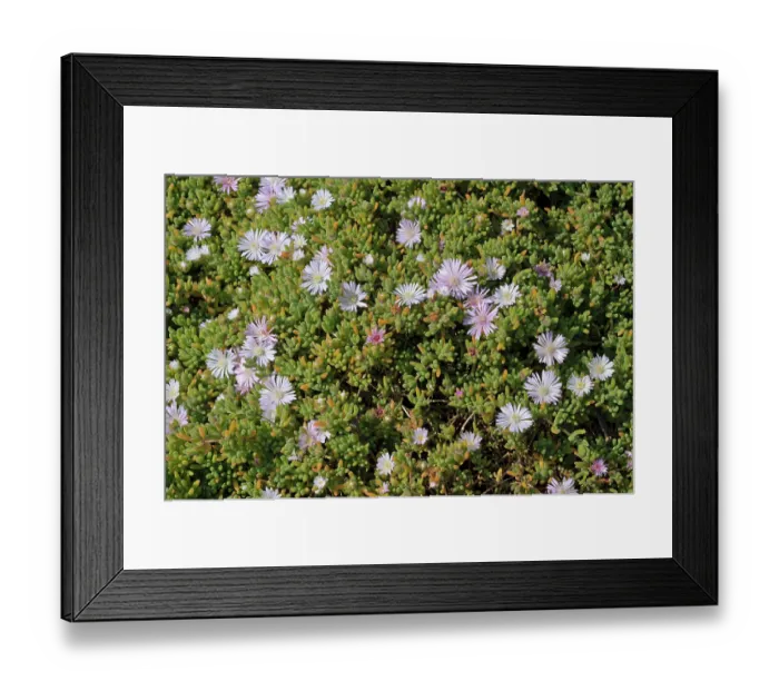 Framed Print : Pale dewplant (Drosanthemum floribundum) in flower, naturalised, Tresco, Isles of Scilly, UK. May Framed Print : Pale dewplant (Drosanthemum floribundum) in flower, naturalised, Tresco, Isles of Scilly, UK. May
