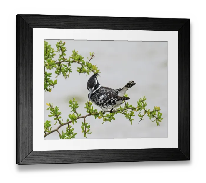 Framed Print : Pied kingfisher (Ceryle rudis) perched on a leafy branch fishing over estuary, Berg River Estuary, Cape Province, South Africa Framed Print : Pied kingfisher (Ceryle rudis) perched on a leafy branch fishing over estuary, Berg River Estuary, Cape Province, South Africa