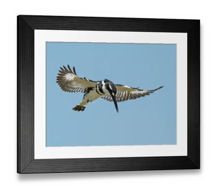 Framed Print : RF - Pied kingfisher (Ceryle rudis) hovering in flight, fishing with wings outstretched, Berg River, Cape Province, South Africa Framed Print : RF - Pied kingfisher (Ceryle rudis) hovering in flight, fishing with wings outstretched, Berg River, Cape Province, South Africa