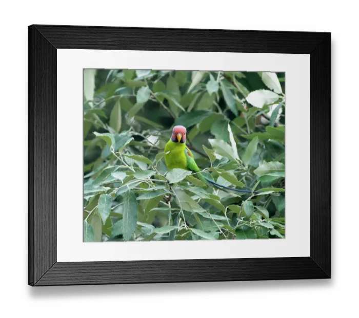 Framed Print : Plum-headed parakeet (Psittacula cyanocephala) male, perched in tree, Sattal, Uttarakhand, India Framed Print : Plum-headed parakeet (Psittacula cyanocephala) male, perched in tree, Sattal, Uttarakhand, India